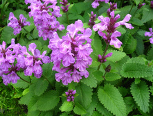 2   8s5m2ya8algal2vjt159-53.jpg