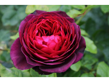 �������(�)