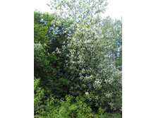 IMG 20170612 130131.jpg