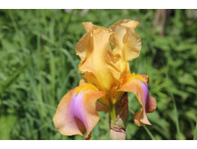 ���� ����-��������� (�ϣ ����)