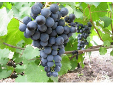 500x500.�������� ���������.jpg