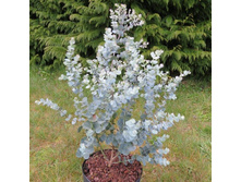 ��������  ����� - Eucalyptus gunnii.- 450- 500 ���. ���� 5 ���� !!!!