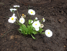 ���������� IMG 0973.JPG