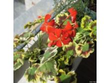 ����������  Mrs. Pollock(�������������)