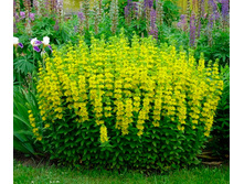 ��������� ��������.jpg