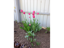 �������� ���������