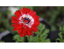 ������� ���������� ��. �������