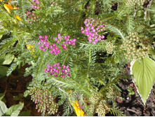 ������������� ������� ������� 50,00 ���