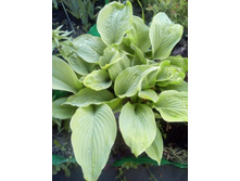 IMG 20170611 200733.jpg