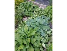 ����� "Wishing Well"