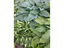 ����� "Blue Hawaii"