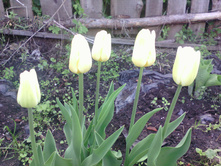 �������� Christmas Viri White � ����� �����