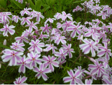 P1060278.JPG ����� ���������� 60�