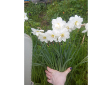 ������� �������� �������. 15 � - ��������