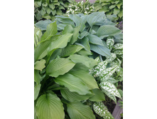 ����� "��������"