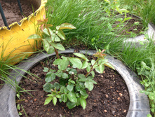 ���� ������ ��� IMG 0989.JPG