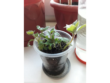 �������� Anastasia