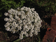 ������� IMG 1056.JPG