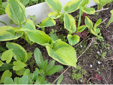 ����� ������� ����������� 150,00 ���