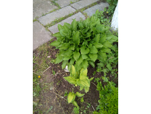 20170603 153645.jpg