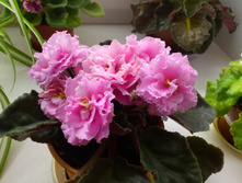 ��-�������� ����