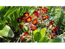 ������� ������� ������� - 80- 100 ���.