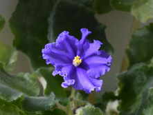 ��-����� ����