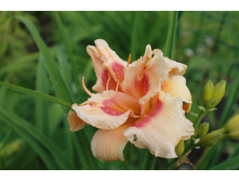 Forty second street.JPG