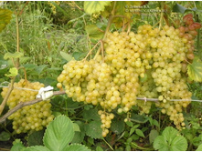 500x500.������ ����������.jpg