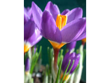 ��-��-�� ��-������-���� ��-��-�� ���-���-�� 59 ���. ��. (� �������� 10 ��.). ������ 10-15 ��. ������� ������ 3 ��..jpg