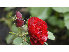 ������� �������