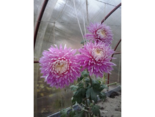 2015-10-18 15.43.38.jpg