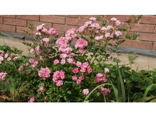 DSC07771 �� ����.jpg