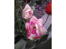 2017-05-16 17.46.58.jpg