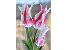 �������� ������������ ����-��� 118,3 ���. ��. (� �������� 7 ��.). ������ �� 60 ��. ������� ������ �� 10 ��. .jpg