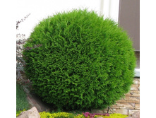 ��� �������