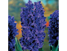 ��-���-�� ��-��� ���-���-���. 85,5 ���. ��. (� �������� 3 �.). ������ �� 25 ��. ������� ������ 4 ��..jpg