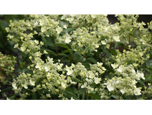 �������� (��������� ����������� ���� ���������?)