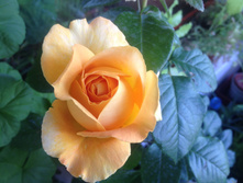 ���� �����-��������� Candlelight