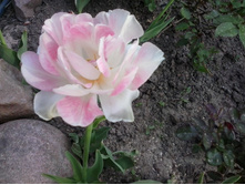 2017-05-25 17.45.47.jpg