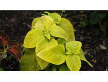 ������ ������ ������