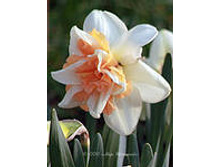 ���-���� ���-����� ���-��� 59,7 ���. ��. (� �������� 3 ��.). ������ �� 40 ��. ������� ������ �� 9 ��.!!!!!!!!!!!!!! ��������.jpg