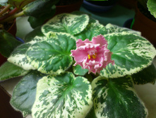 Rebel's Two Cents (R. Bann)