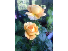 ���� �����-��������� Candlelight