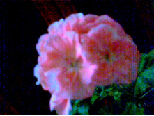 ���������� Morbacka Rose