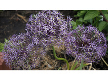 ��� ��������