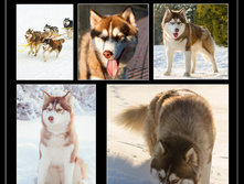 ���� ������ ���