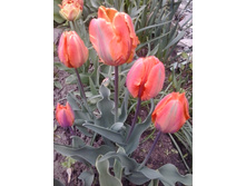 2017-05-16 17.45.47.jpg