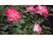 Jubile du Prince de Monaco