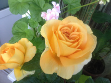 ���� �����-��������� Candlelight